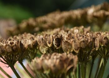Close-up of crab on plant