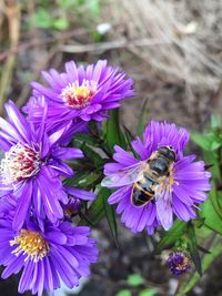 Close-up of honey bee pollinating on purple flower