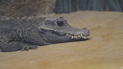 Close-up of crocodile