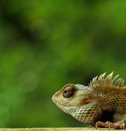 Close-up of lizard