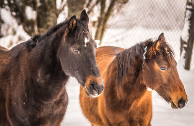 Horse standing in a snow