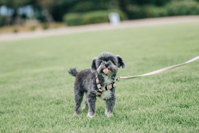 Dog running on grass
