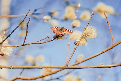 Low angle view of flowering plant against sky