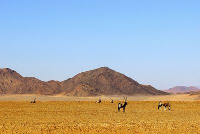 Gemsbok grazing on field