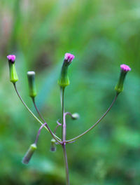 Close-up of pink flowering plant