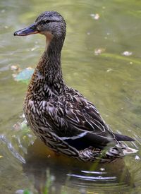 Close-up of duck in lake