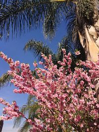 Low angle view of pink flowers blooming on tree