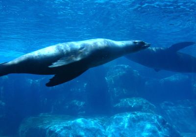 Seals swimming in aquarium