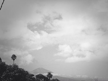 Low angle view of trees against cloudy sky