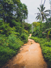 Dirt road amidst trees and plants in forest