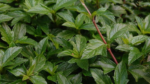 Full frame shot of plants