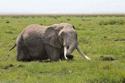 View of elephant on field