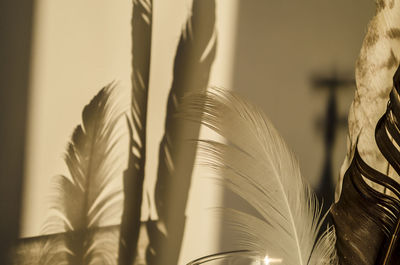 Close-up of feather with palm leaves