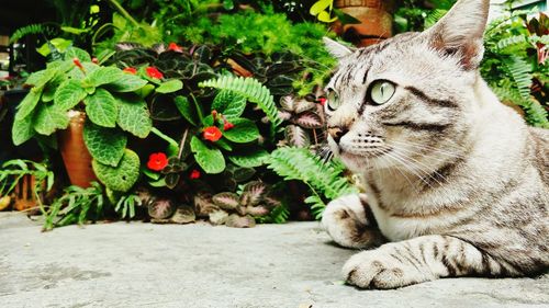 Cat relaxing on plant