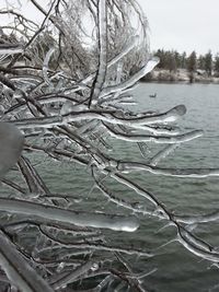 Bare trees in water