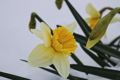 Close-up of yellow daffodil blooming outdoors