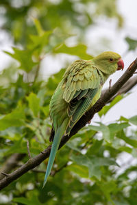 Bird perching on a branch