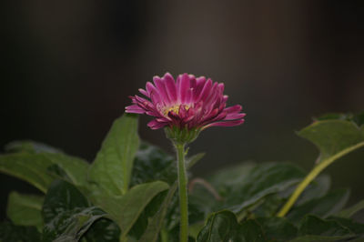 Close-up of pink flower