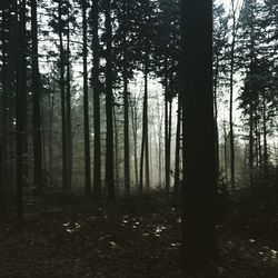 Trees in forest