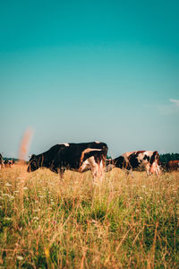 Cows grazing in a field