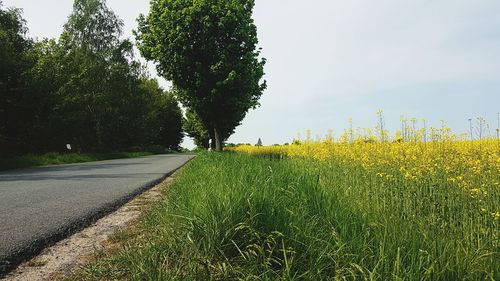 Road amidst trees on field against sky