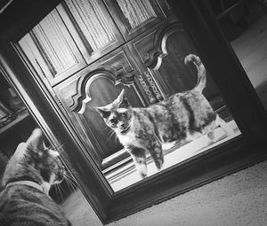 Low angle view of cat