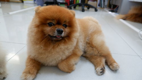 Close-up portrait of a dog