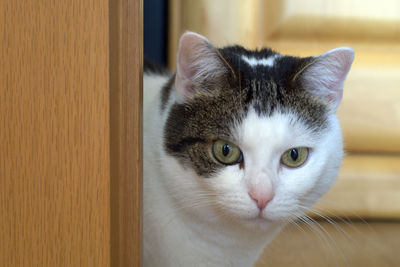 Close-up portrait of cat at home