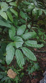 High angle view of fresh green leaves on field