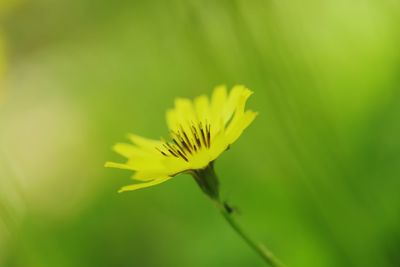 Close-up of yellow flower