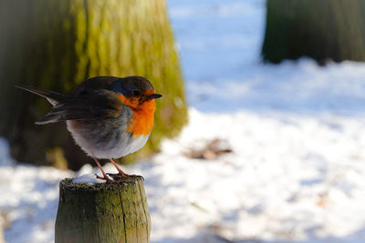 Close-up of bird perching on wooden post