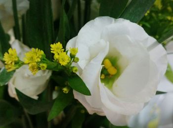 Close-up of white flowers blooming outdoors