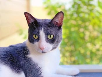 Close-up portrait of cat by camera