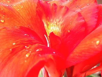 Full frame shot of water drops on red hibiscus