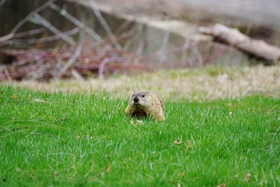 Close-up of snake on field