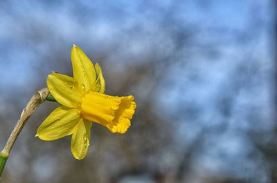 Close-up of yellow flower