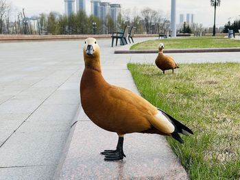 Ducks on a field