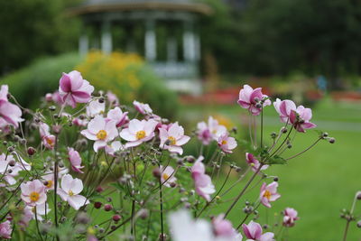 Close-up of pink flowering plants on field