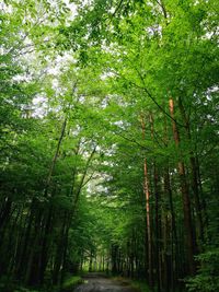 Trees in forest