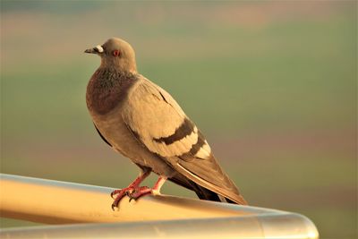 Close-up of bird perching on railing