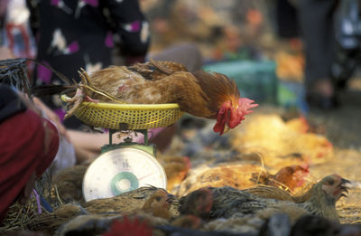 Rooster on weight scale at market