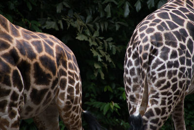 Close-up of giraffe