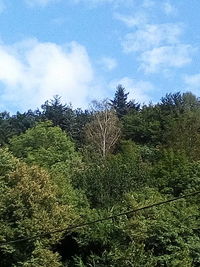 Low angle view of trees in forest against sky