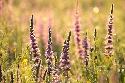 Close-up of purple flowering plants on field