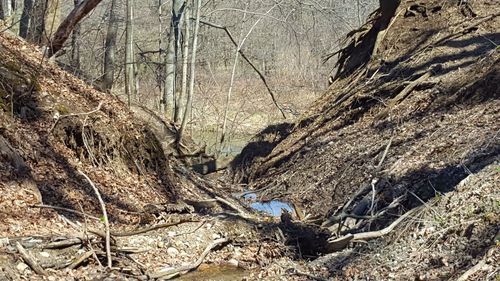 Full frame shot of tree
