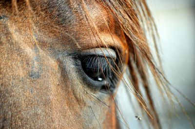 Close-up of horse eye