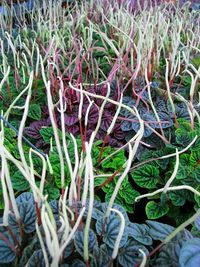 Full frame shot of plants