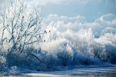 Bare trees on snow covered land against sky