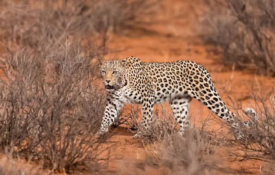 Cheetah walking on field