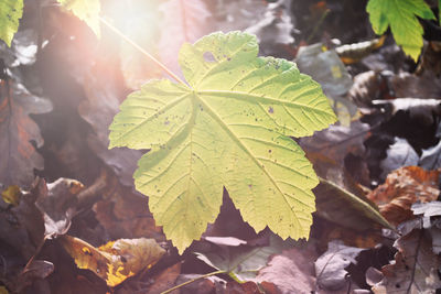 Close-up of autumnal leaves